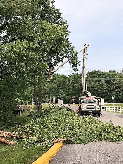 Tree Maintenance and Removal
