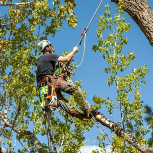 Tree Maintenance and Removal